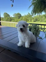 Jaguar, a male Bichon Frise for sale in Kirksville, MO – 1 of 3