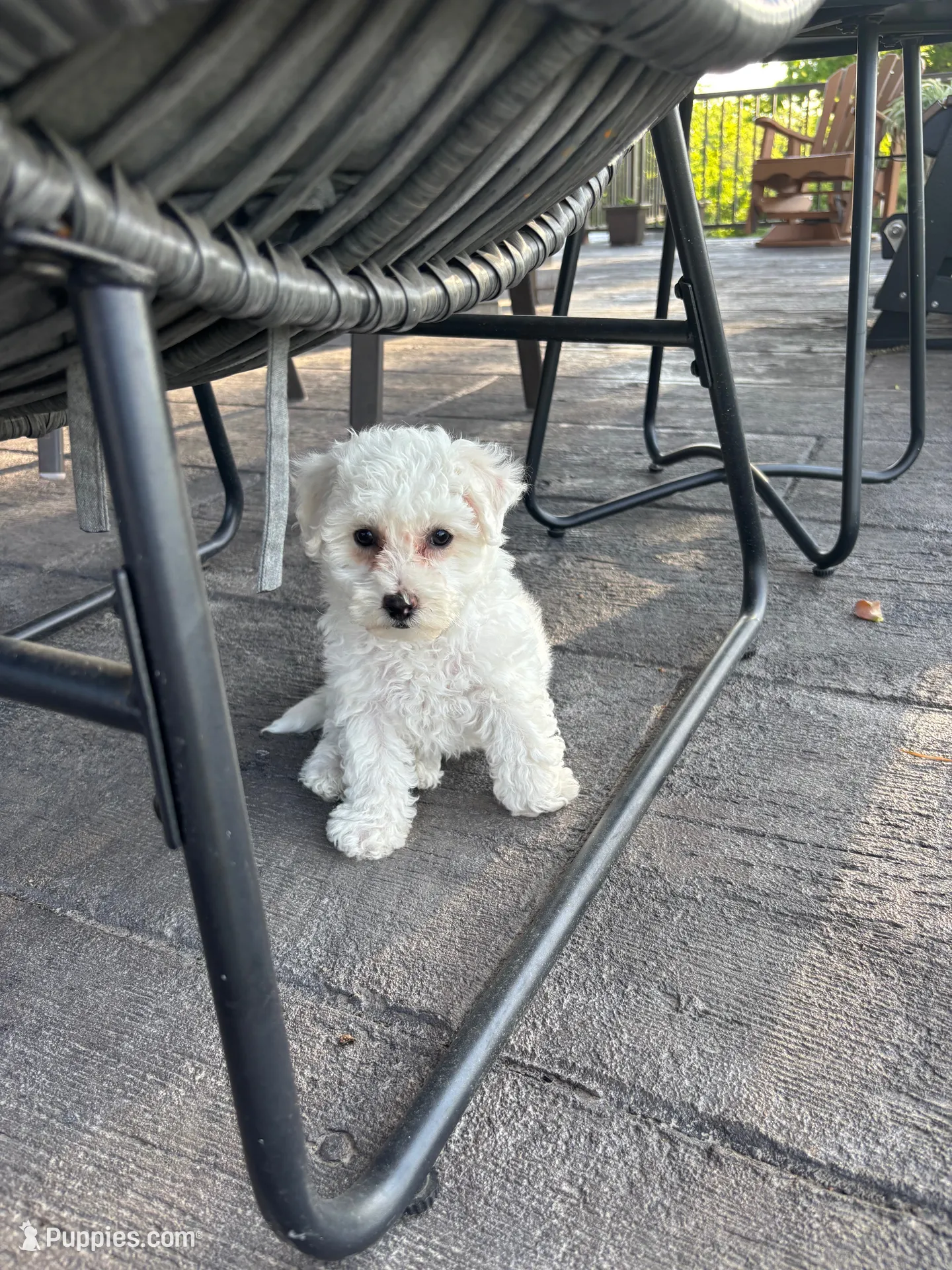 Jade, a male Bichon Frise for sale in Kirksville, MO – 3 of 3