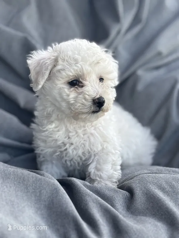 Jaguar – Bichon Frise puppy for sale in Kirksville, MO