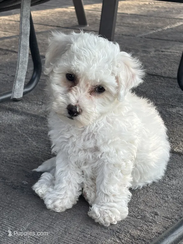 Jade – Bichon Frise puppy for sale in Kirksville, MO