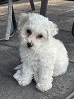 Jade, a male Bichon Frise for sale in Kirksville, MO – 1 of 3