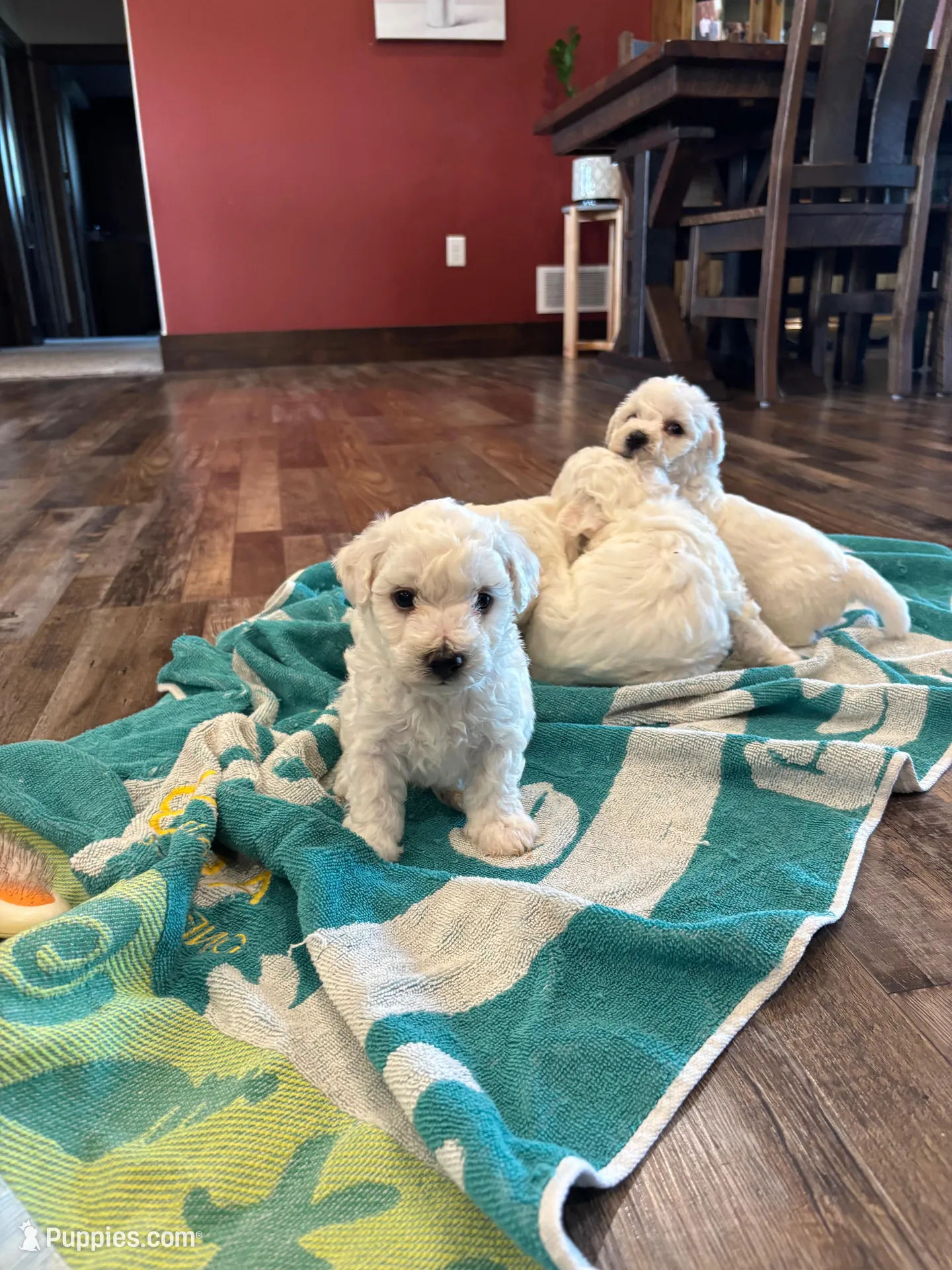 Jaguar, a male Bichon Frise for sale in Kirksville, MO – Photo 4 of 4