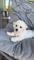 Joey, a male Bichon Frise for sale in Kirksville, MO – 3 of 3