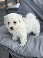 Jaguar, a male Bichon Frise for sale in Kirksville, MO – 3 of 3