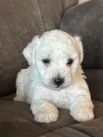 Jaguar, a male Bichon Frise for sale in Kirksville, MO – Photo 2 of 4