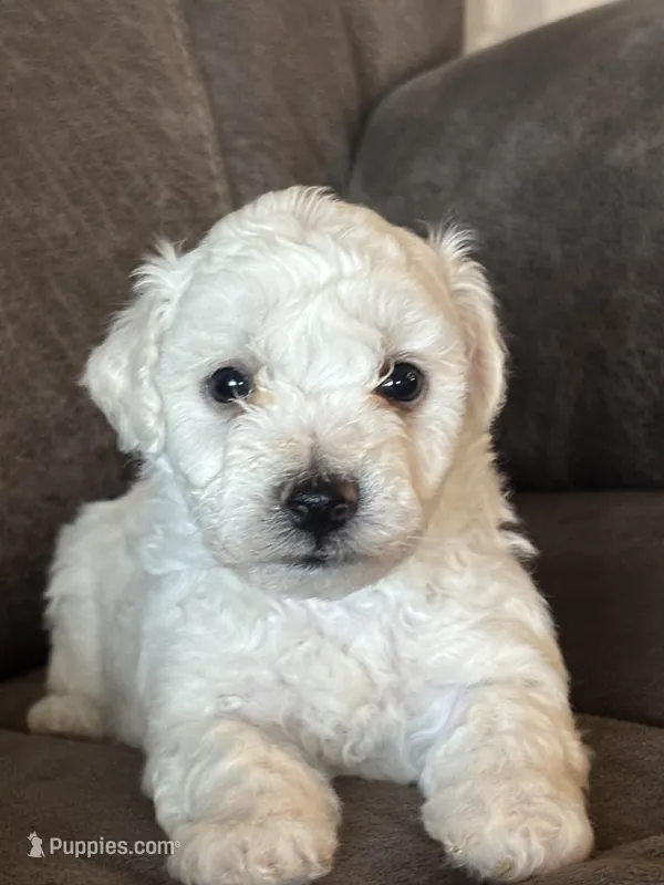 Jaguar, a male Bichon Frise for sale in Kirksville, MO – Photo 1 of 4