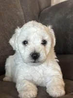 Jaguar, a male Bichon Frise for sale in Kirksville, MO – Photo 1 of 4