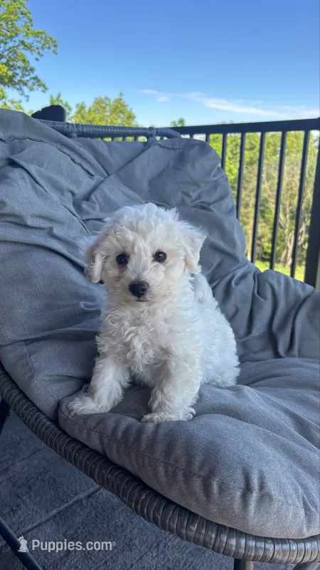 Joey – Bichon Frise puppy for sale in Kirksville, MO