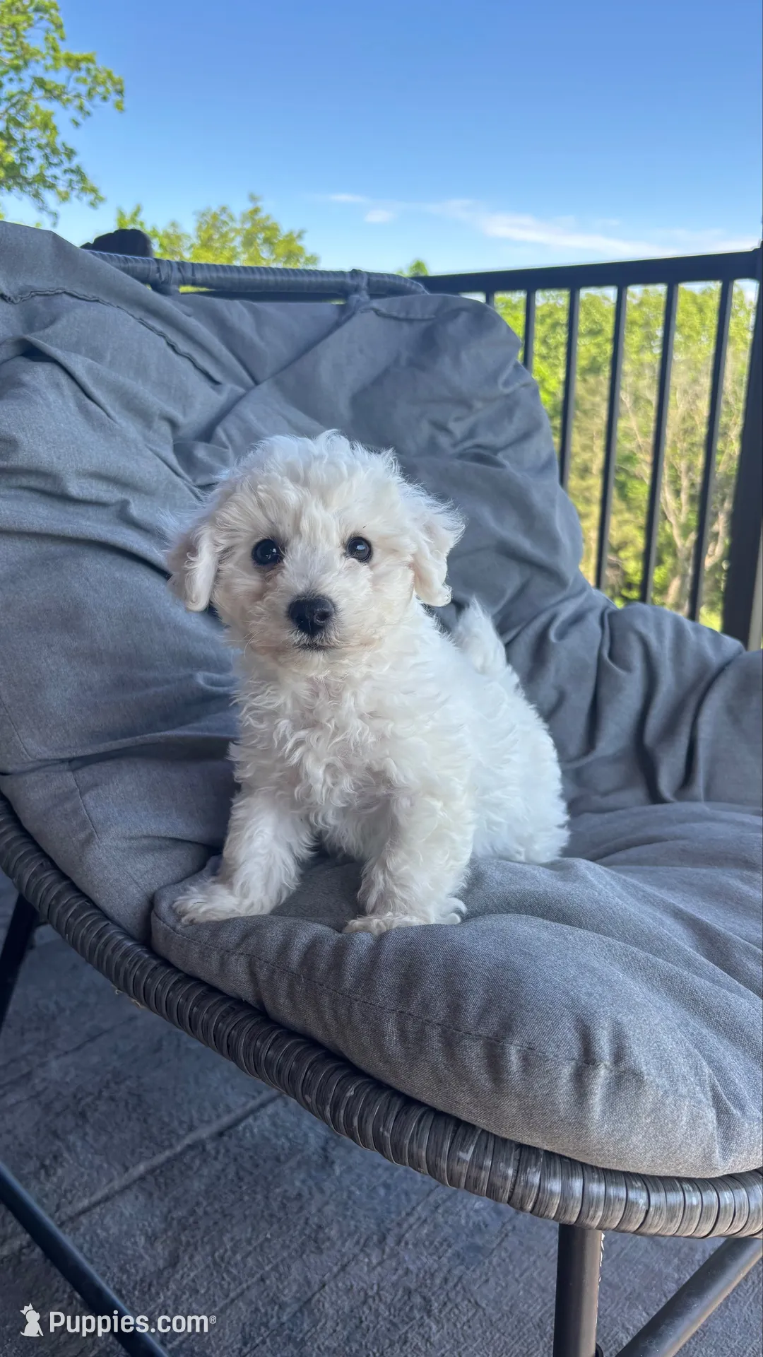 Joey, a male Bichon Frise for sale in Kirksville, MO – 2 of 3