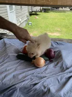 Unnamed , a male Pomeranian for sale in Willis, TX – 3 of 5