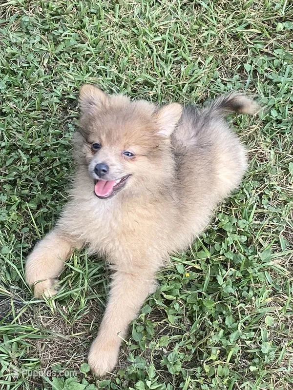 Unnamed – Pomeranian puppy for sale in Willis, TX