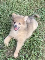 Unnamed, a male Pomeranian for sale in Willis, TX – 2 of 3