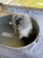Unnamed, a male Pomeranian for sale in Willis, TX – 7 of 7