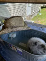 Unnamed, a male Pomeranian for sale in Willis, TX – 6 of 7