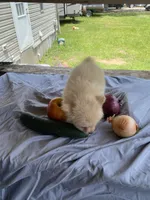 Unnamed , a male Pomeranian for sale in Willis, TX – 5 of 5