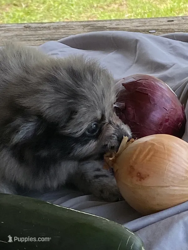 Unnamed  – Pomeranian puppy for sale in Willis, TX