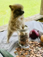 Unnamed, a male Pomeranian for sale in Willis, TX – 3 of 3
