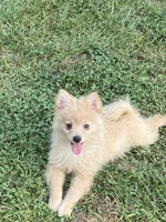 Unnamed , a male Pomeranian for sale in Willis, TX – 2 of 5