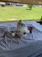 Unnamed , a male Pomeranian for sale in Willis, TX – 2 of 6