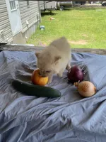 Unnamed , a male Pomeranian for sale in Willis, TX – 1 of 6