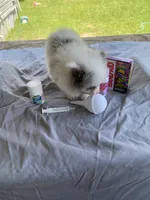 Unnamed , a male Pomeranian for sale in Willis, TX – 4 of 6