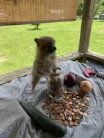 Unnamed, a male Pomeranian for sale in Willis, TX – 4 of 6