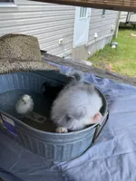 Unnamed, a male Pomeranian for sale in Willis, TX – 2 of 7
