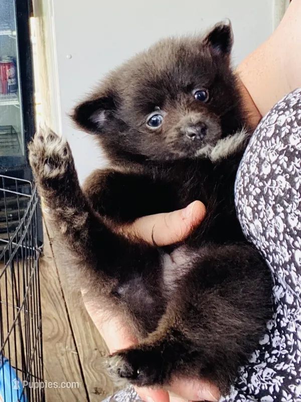 Unnamed – Pomeranian puppy for sale in Willis, TX