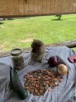 Unnamed, a male Pomeranian for sale in Willis, TX – 2 of 6