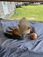 Unnamed , a male Pomeranian for sale in Willis, TX – 5 of 6