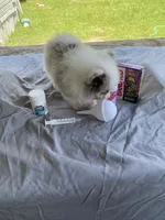 Unnamed , a male Pomeranian for sale in Willis, TX – 6 of 6