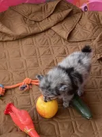 Unnamed , a male Pomeranian for sale in Willis, TX – 3 of 5