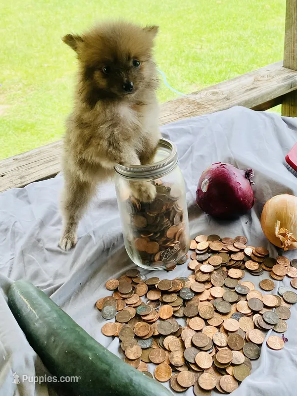 Unnamed – Pomeranian puppy on hold in Willis, TX