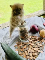 Unnamed, a male Pomeranian for sale in Willis, TX – 1 of 3