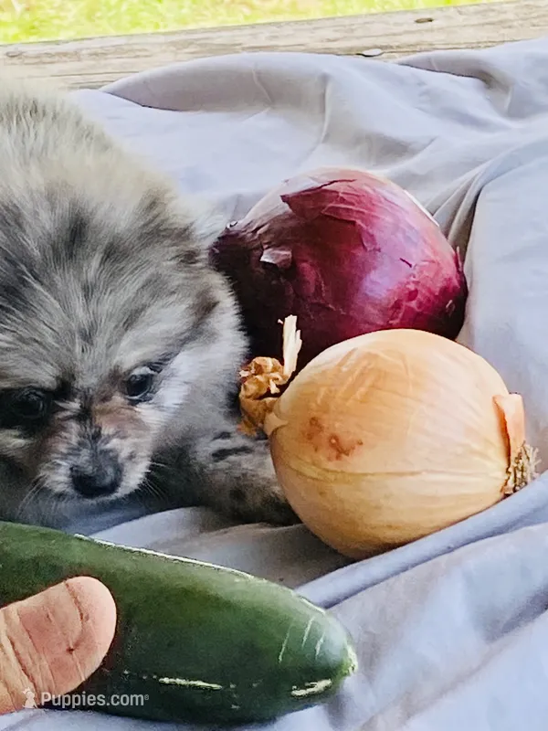 Unnamed  – Pomeranian puppy for sale in Willis, TX