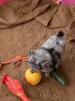 Unnamed , a male Pomeranian for sale in Willis, TX – 5 of 5