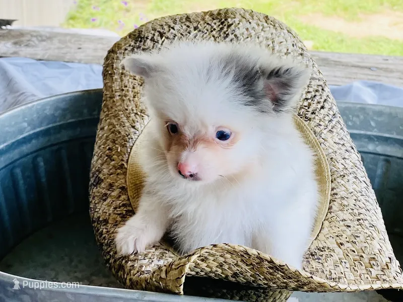 Unnamed – Pomeranian puppy for sale in Willis, TX