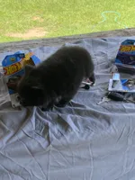 Unnamed, a male Pomeranian for sale in Willis, TX – 6 of 6