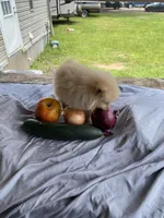 Unnamed , a male Pomeranian for sale in Willis, TX – 4 of 6