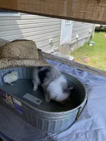 Unnamed, a male Pomeranian for sale in Willis, TX – 3 of 7