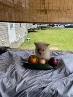 Unnamed , a male Pomeranian for sale in Willis, TX – 2 of 6