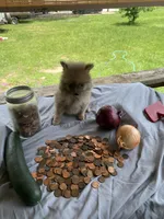 Unnamed, a male Pomeranian for sale in Willis, TX – 5 of 6