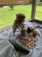 Unnamed, a male Pomeranian for sale in Willis, TX – 3 of 6