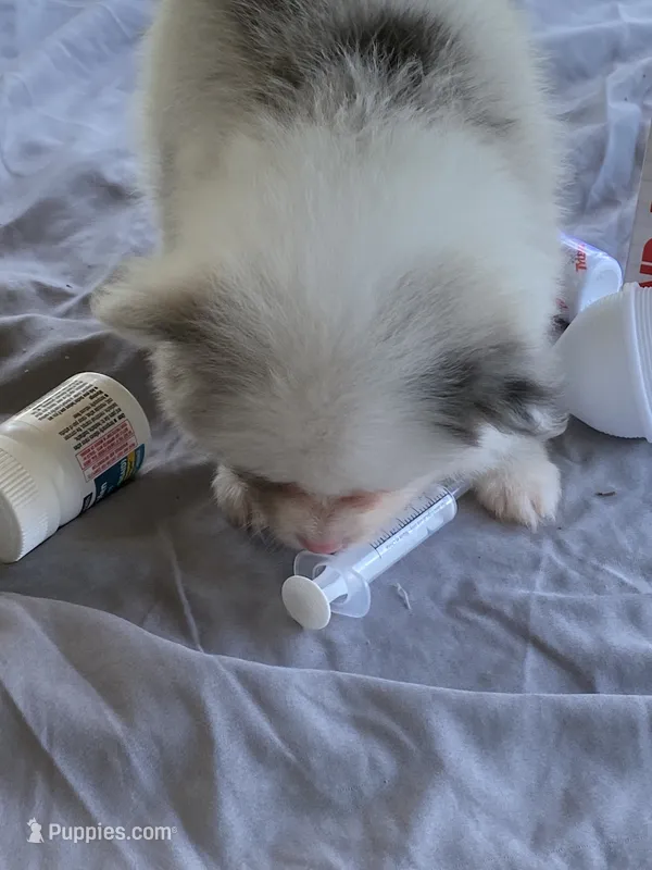Unnamed  – Pomeranian puppy for sale in Willis, TX