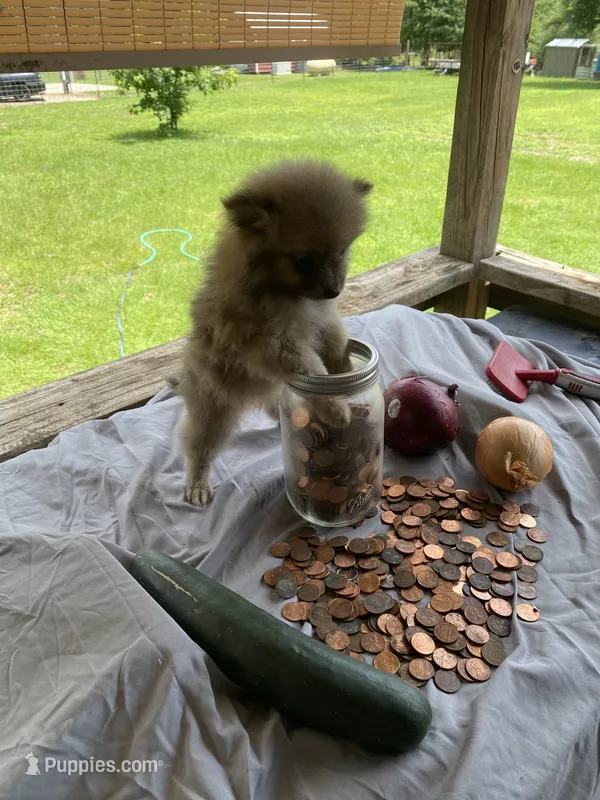 Unnamed – Pomeranian puppy for sale in Willis, TX
