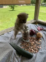 Unnamed, a male Pomeranian for sale in Willis, TX – 1 of 6