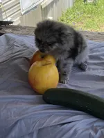 Unnamed , a male Pomeranian for sale in Willis, TX – 4 of 5
