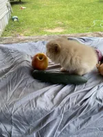 Unnamed , a male Pomeranian for sale in Willis, TX – 6 of 6