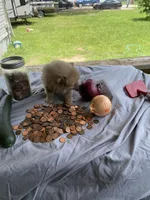 Unnamed, a male Pomeranian for sale in Willis, TX – 6 of 6