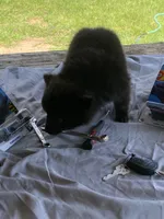 Unnamed, a male Pomeranian for sale in Willis, TX – 2 of 6